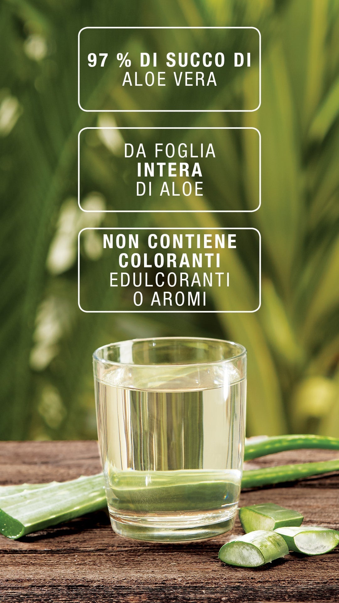 AloeMax herbalife contiene il 97 % di succo di aloe vera da foglia intera, estratto con lavorazione a freddo per ottenere un succo di alta qualità. AloeMax rispetta gli elevati standard qualitativi imposti dallo IASC (International Aloe Science Council). Una bevanda rinfrescante che puoi gustare al mattino o durante la giornata.